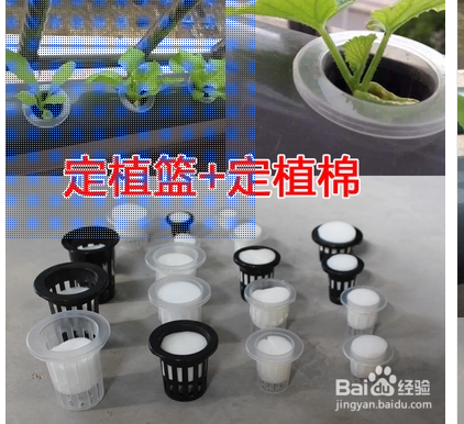 在家无土栽培种蔬菜