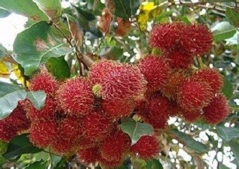 食用红毛丹的好处及注意事项