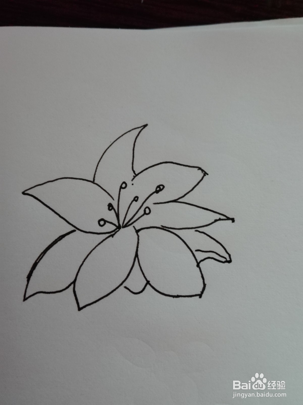 简笔画--百合花