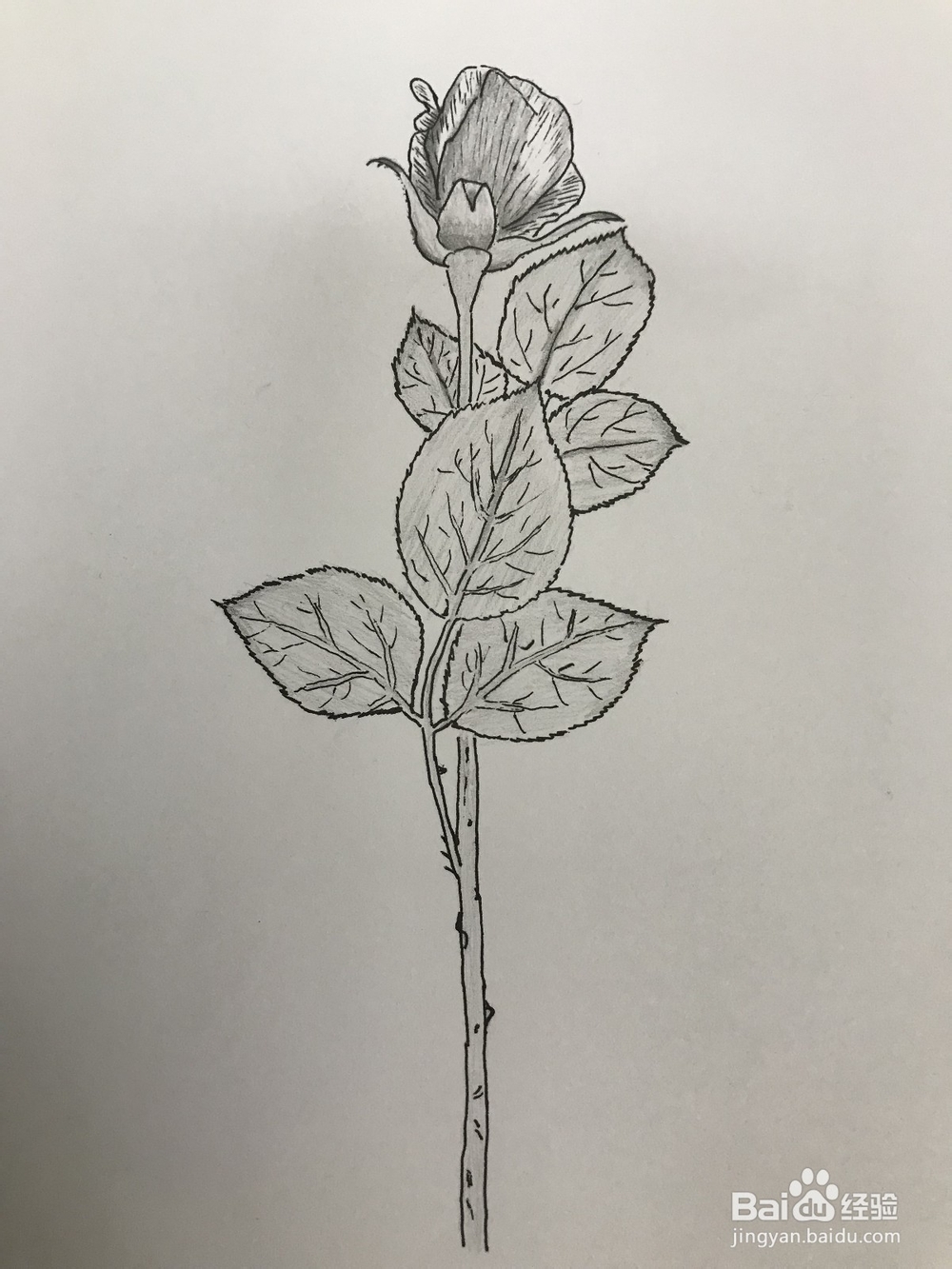画一支玫瑰花玫瑰