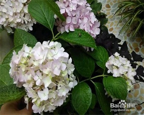 养花到底要怎么浇水？大家平时都做对了吗？