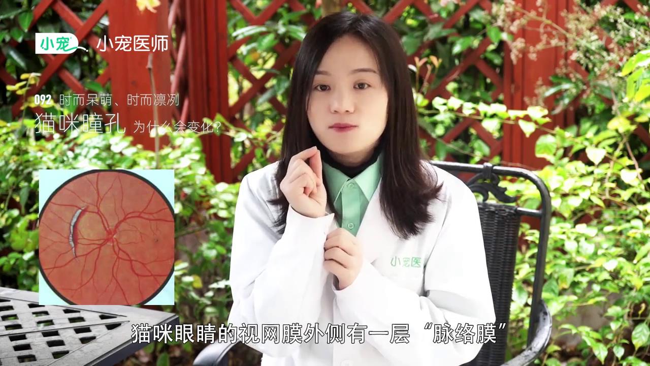 猫咪瞳孔为什么会变化