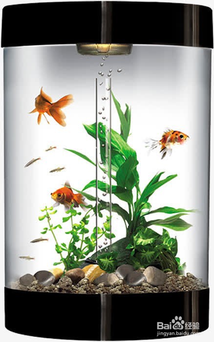 鱼缸粪便怎么处理