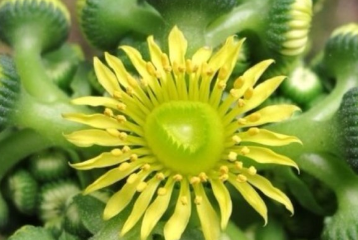 求怎么区别山地玫瑰品种