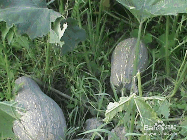 种植南瓜的注意事项