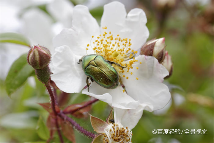 金龟子怎么养