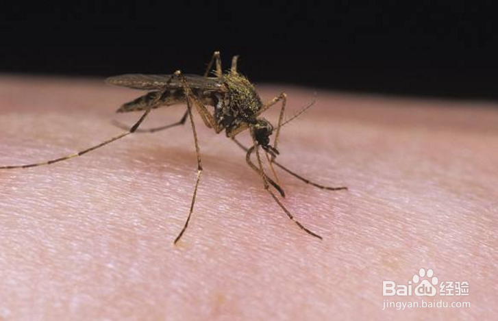 如何不让蚊子叮咬小宝宝