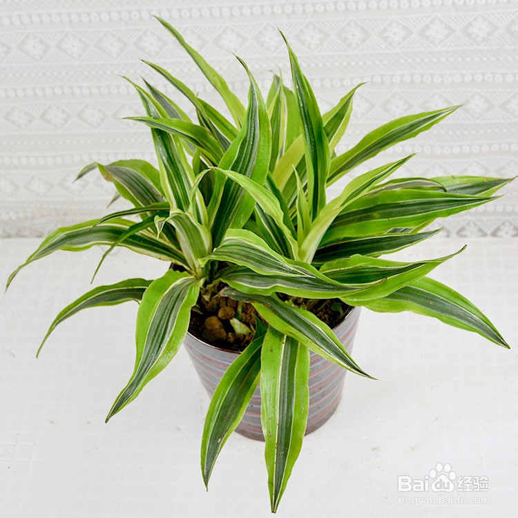 巴西美人的养殖方法和注意事项