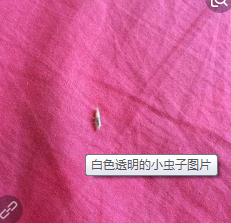 白色的小虫子像灰尘怎么处理