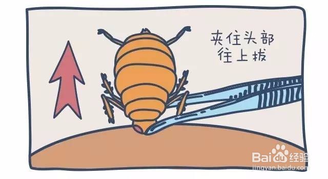 泰迪怎么杀体外虫