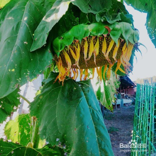 老年人吃什么干果比较好呢?