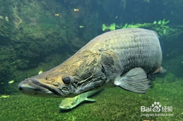 巨骨舌鱼怎么画