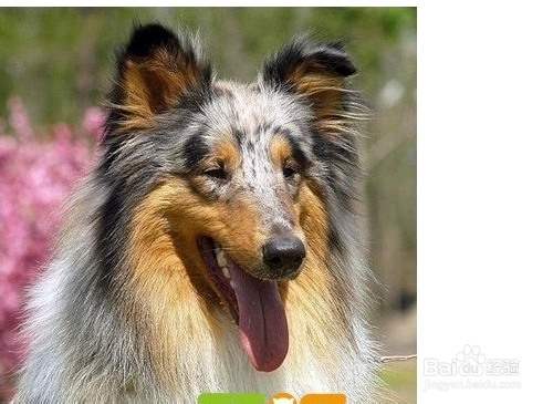 苏格兰牧羊犬握手训练方法 百度经验 苏格兰牧羊犬握手训练方法 百度经验