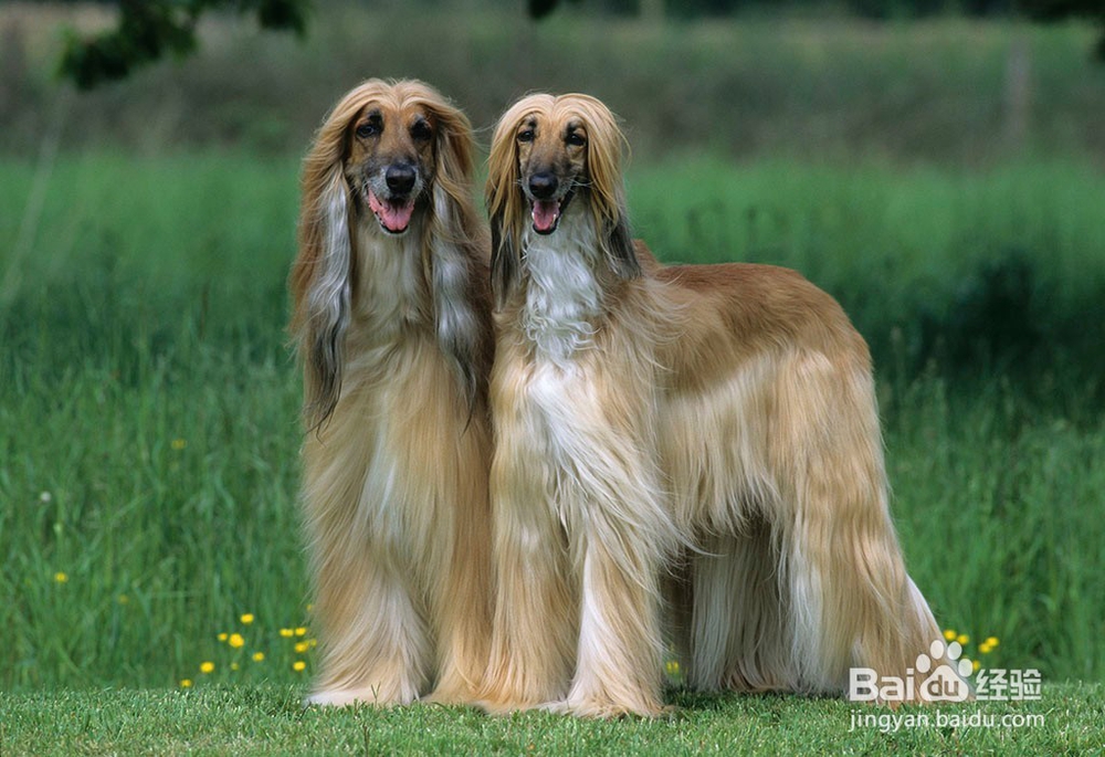 阿富汗猎犬修剪毛发小技巧