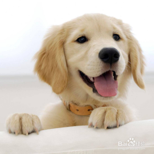 小金毛拉稀拉水是怎么了？