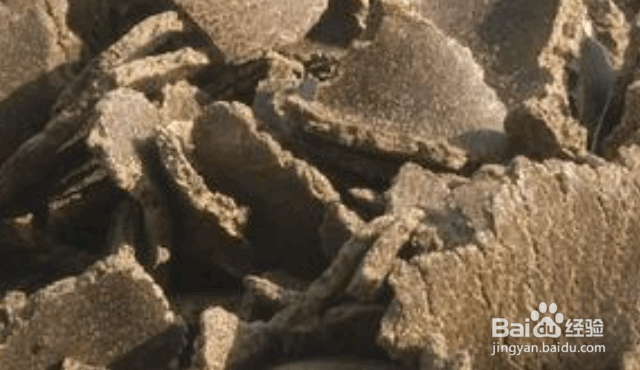 花卉苗木施用饼肥的注意事项