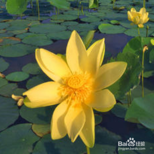 鲜花怎么变成的干花