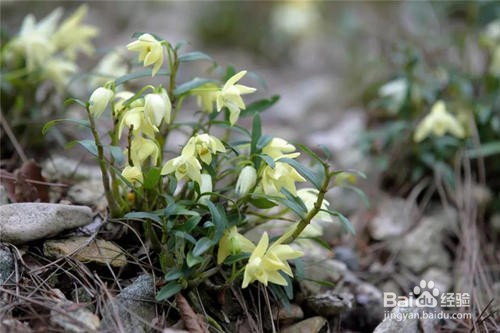 霍山石斛的养殖方法和注意事项