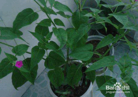 家庭养花治虫的方法