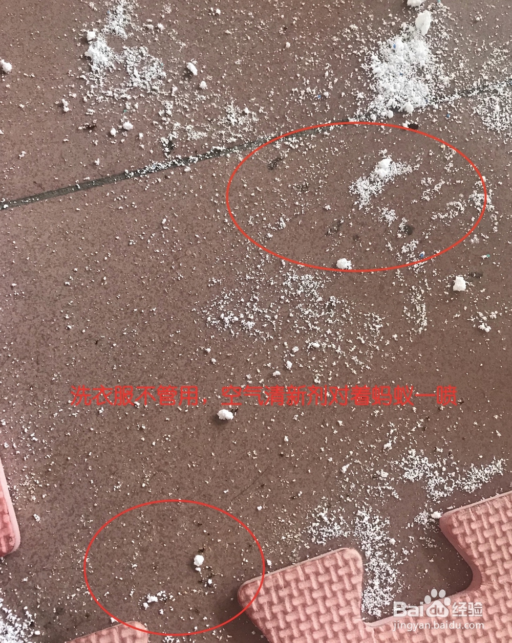 炎炎夏日，如何有效消灭屋内蚂蚁