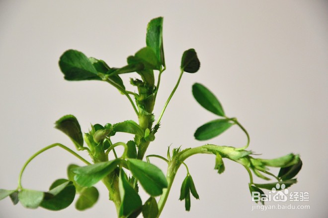 如何做凉拌苜蓿？