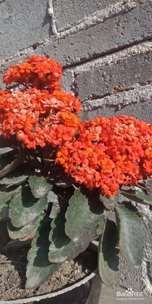 长寿花剪一刀,理个小平头,株型矮壮开花多