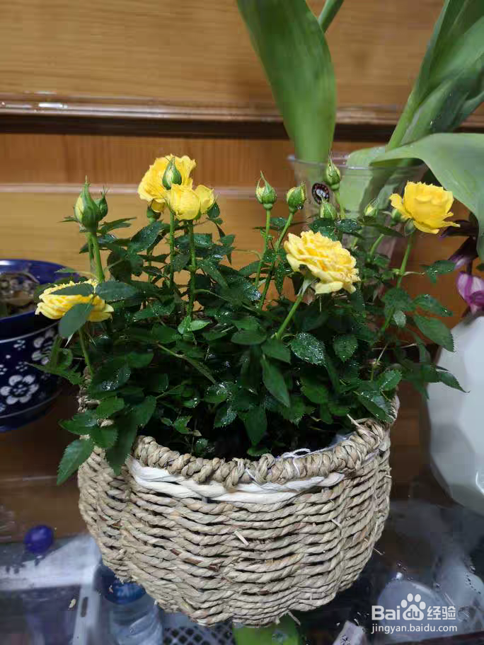 情人节玫瑰花盆栽要这样养