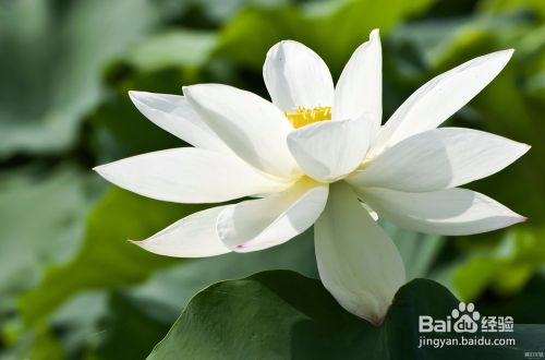 如何鉴定白莲花绿茶婊 百度经验