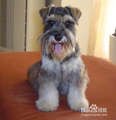 雪纳瑞饲养指南