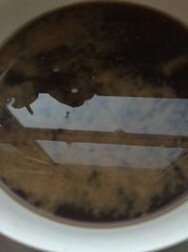 教你怎么用古方将东阿阿胶做成美食