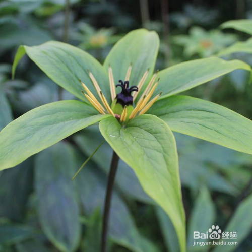重楼怎么种植出苗快