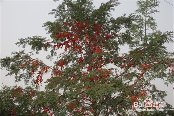 红豆杉的养殖方法和注意事项有什么?