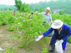 过田园式生活攻略