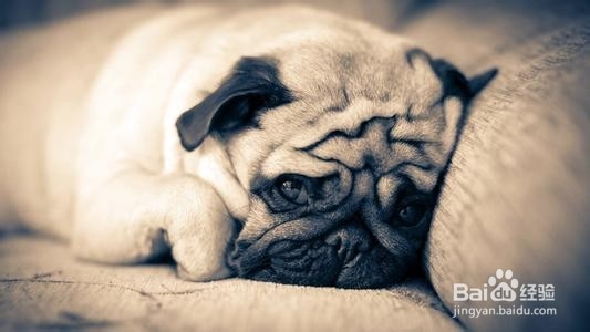 狗狗狂犬病的认识及预防措施