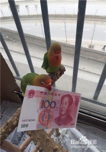 手养虎皮或牡丹鹦鹉怎么相处可以尽快上手
