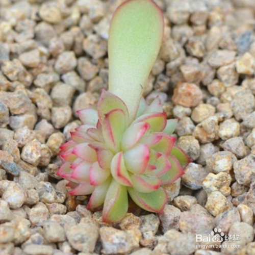 多肉叶插苗移盆步骤有哪些？