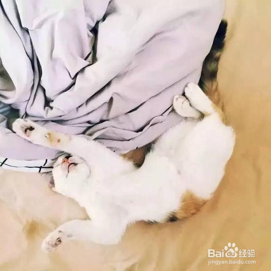 如何用手机拍好猫咪，喵星人必备手机拍照技巧