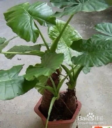 既大气又漂亮的大型绿植，非常适合在客厅中养护