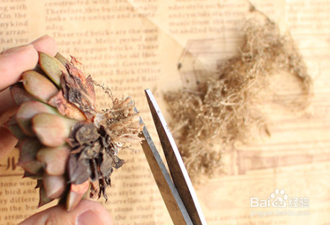 多肉叶子软了怎么办