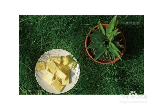 教你怎么在阳台种菠萝