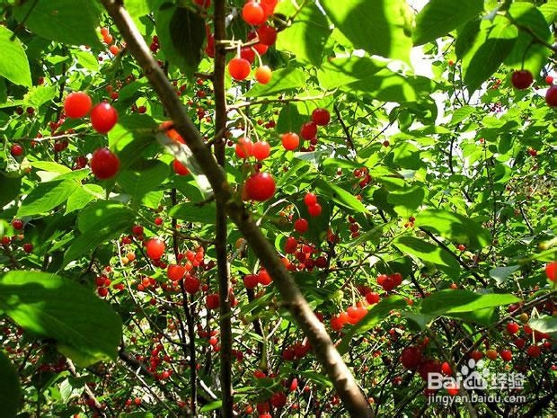 种出让你满意的樱桃树