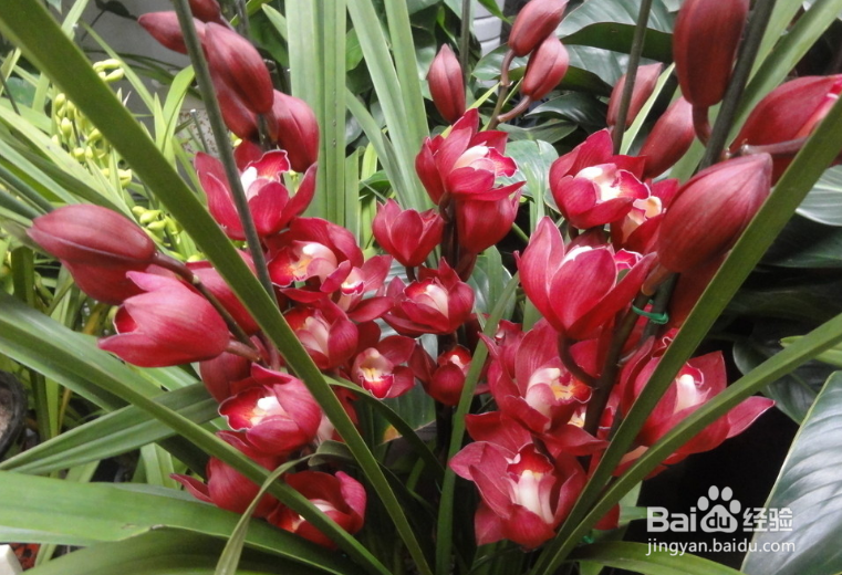 大花蕙兰的养殖方法和注意事项