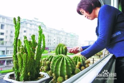 仙人掌养植的注意事项