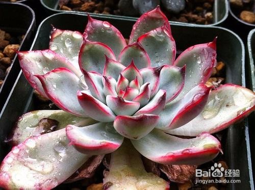 适合新手养的是多肉植物有哪些