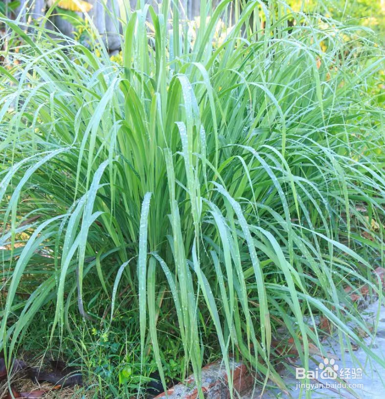 夏天蚊虫多，养什么植物驱蚊