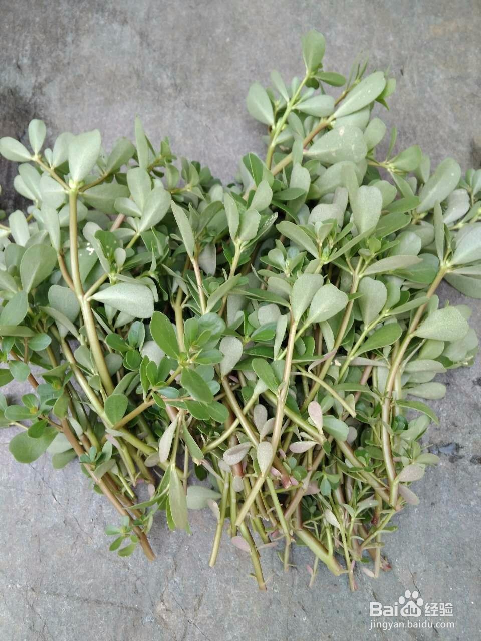 马齿苋鸡蛋饼怎么做