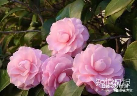 这些花那么好看，却总被你养死，怎么回事