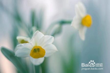 凛冬已至,闲以养花,最怡趣养心