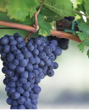 生活中一些被忽略的美容小秘方