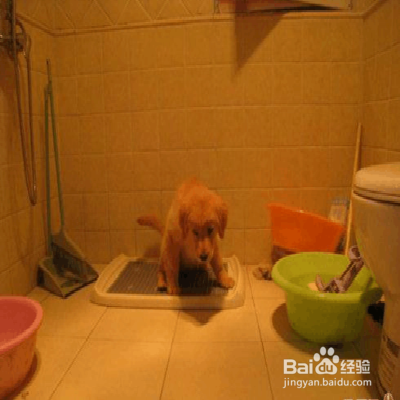 狗狗随地大小便怎么办
